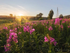 Meadow, Flowers, viewes, rays of the Sun, trees, Lythrum Salicaria