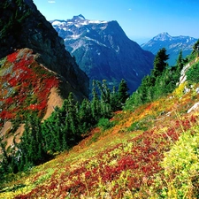 Mountains, Meadow