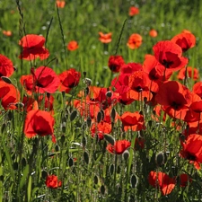 Meadow, Red, papavers