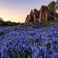 rocks, Violet, lupine, Meadow