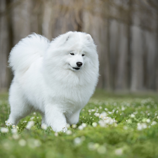 Meadow, dog, Samojed