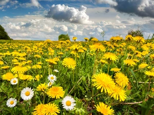 Common Dandelion, daisies, Meadow, Flowers, Spring