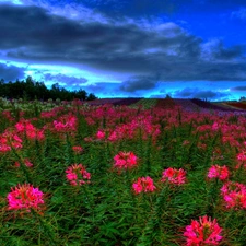 Spring, Flowers, Meadow, Field