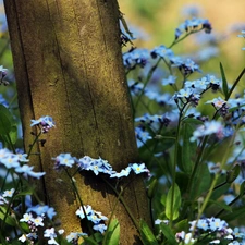 Meadow, Forget, trees