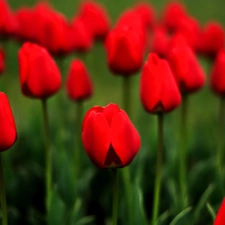 Meadow, Red, Tulips