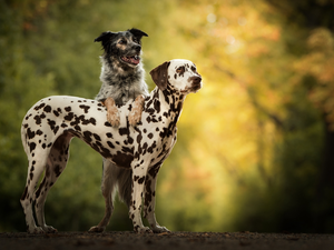 Two cars, Dalmatian, mongrel, Dogs