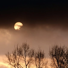 evening, trees, moon, vertices