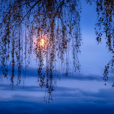 Twigs, birch-tree, moon, clouds, Sky