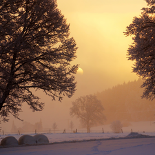 trees, field, moon, winter, viewes, Fog