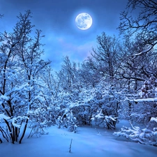 winter, viewes, moon, trees