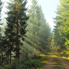 sun, ligh, flash, Spruces, viewes, luminosity, Przebijające, Way, sunny, morning, trees, forest