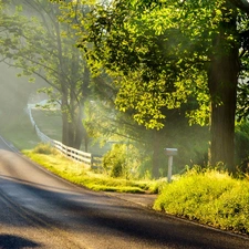 morning, Fog, trees, viewes, Way