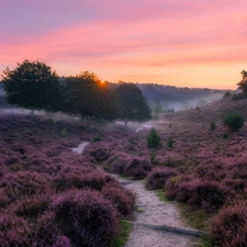 rays of the Sun, heathers, trees, morning, viewes, car in the meadow, Path, heath, Fog, hills