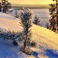 snow, pine, morning, twig
