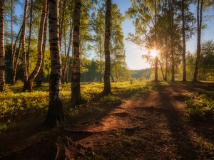 birch, morning, viewes, forest, trees