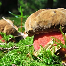 boletus, Moss