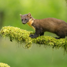 Moss, marten, branch