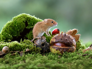chestnut, Micromys Minutus, Moss