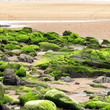 moss, Stones, Covered