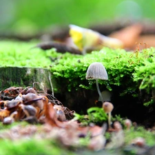 Moss, Little, mushroom