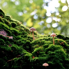 mushrooms, Moss