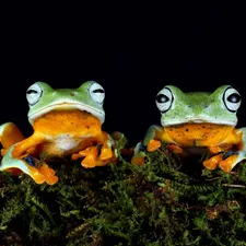 Moss, Frogs, rapprochement