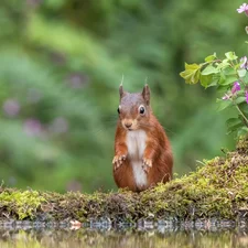 squirrel, water, Flowers, Moss