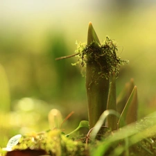 Moss, Leaf, tulips