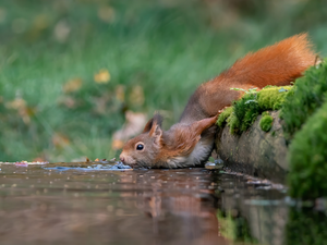 Moss, squirrel, water
