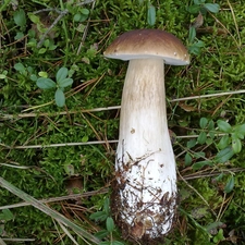 Real mushroom, Hat, mosses, leg