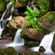 waterfall, fern, mosses, Stones