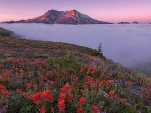 Indian Paintbrush, Washington State, Volcano Mount St. Helens, Mountains, Meadow, The United States, Cascade Mountains, Fog, lupine, Flowers