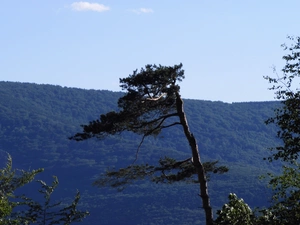 Mountains, trees, landscape