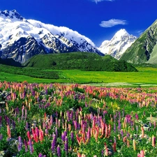 Meadow, Snowy, Mountains, Flowers