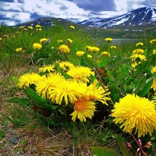 Mountains, Meadow, puffball