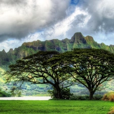 trees, viewes, Aloha State Hawaje, Mountains, Oahu