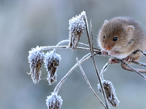 mouse, frosty, Plants