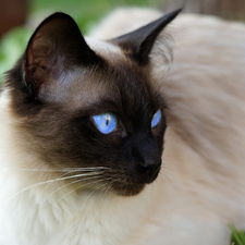 Blue, Eyes, dark, mouth, Siamese Cat