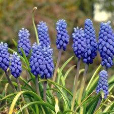 Muscari