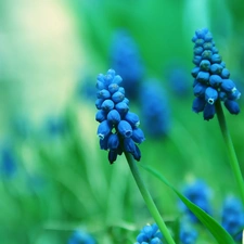 Muscari, Flowers, bells