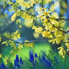 forsythia, Flowers, Muscari, Yellow