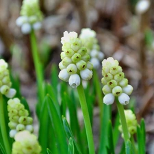 White, Muscari