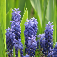 Muscari