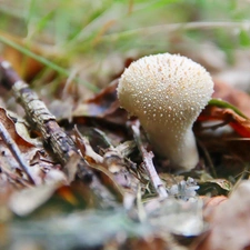 fuzz-ball, White, Mushrooms