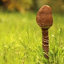 Mushrooms, grass, young, owl, kite