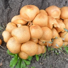 Orange, mushrooms