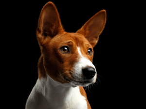 muzzle, dog, Basenji