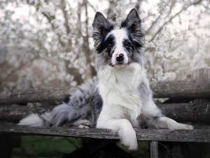 dog, muzzle, Bench, Border Collie