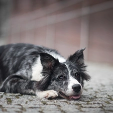 dog, muzzle, causeway, Border Collie