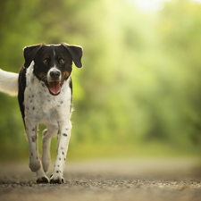 muzzle, running, dog